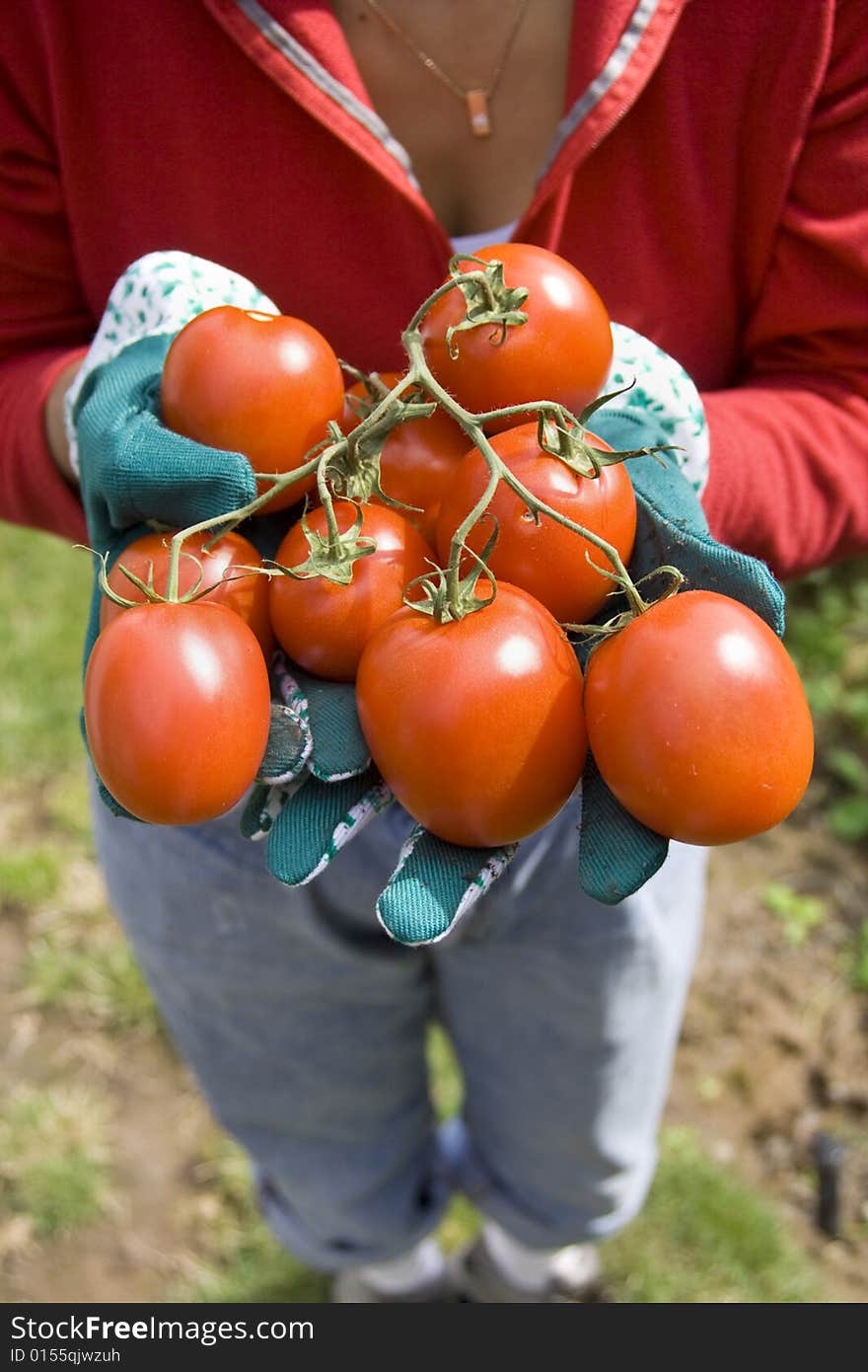 The girl is working in her garden with gloved hands holding ripe tomatoes. The girl is working in her garden with gloved hands holding ripe tomatoes.