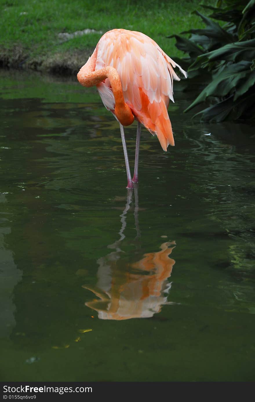 Beautiful pink flamingo bird feeding