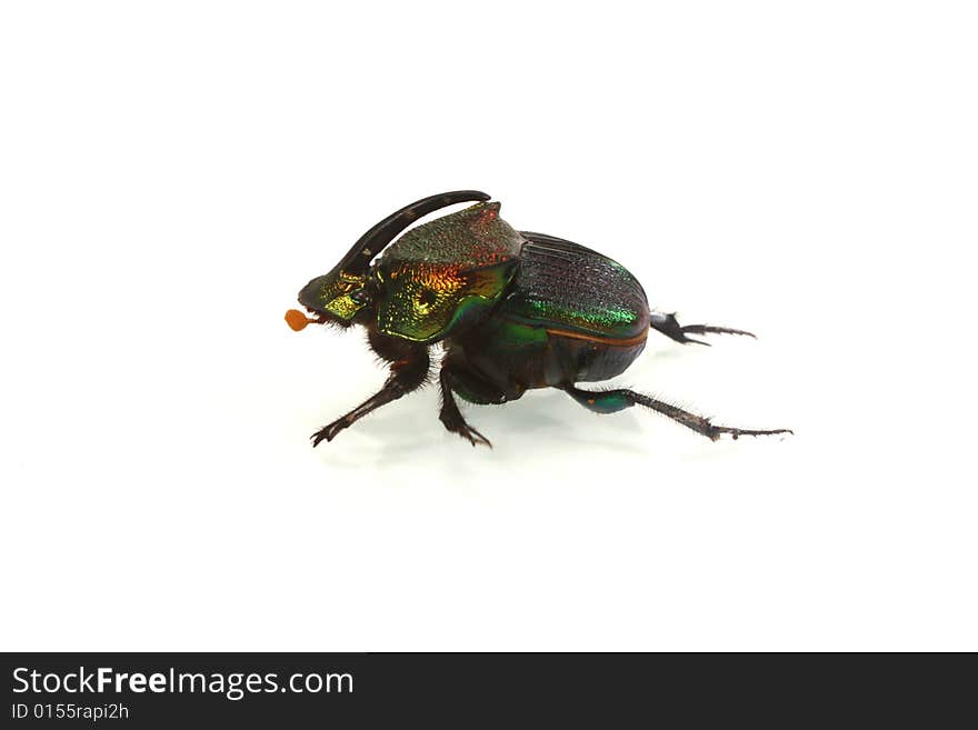 Photo of a beetle against a white background.