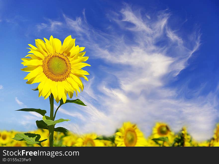 Field of flowers of sunflowers