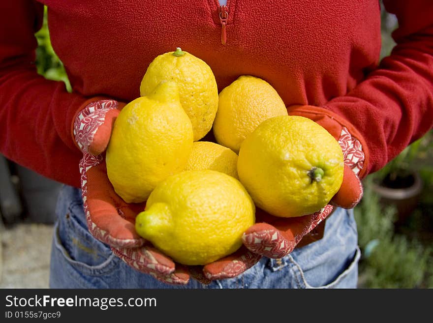 The girl is working in her garden.  The frame shows her gloved hands holding ripe lemons. The girl is working in her garden.  The frame shows her gloved hands holding ripe lemons.