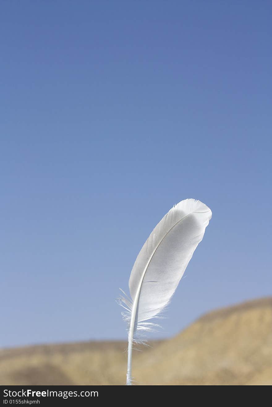 Bird feather