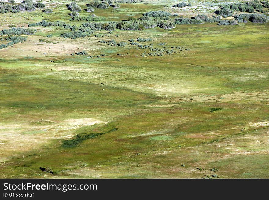 Weed field