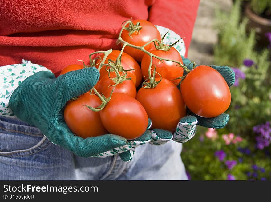 The girl is working in her garden with gloved hands holding ripe tomatoes. The girl is working in her garden with gloved hands holding ripe tomatoes.