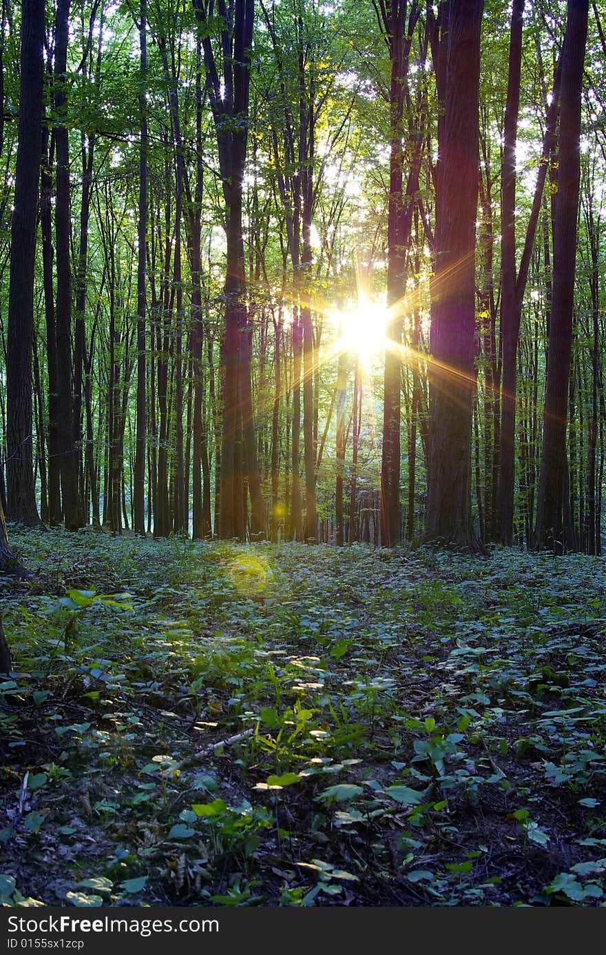 Fairytale forest sunlight and shadows