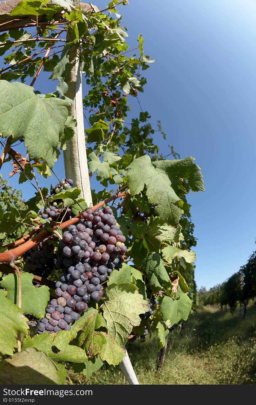 Vineyards in summertime, in foreground red grape fruits, Piedmont hills, north Italy.