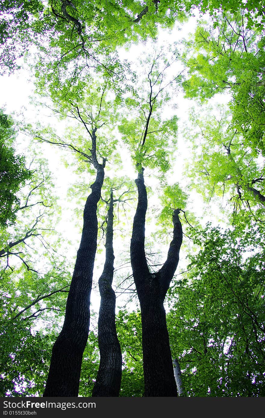 Fairytale forest sunlight and shadows