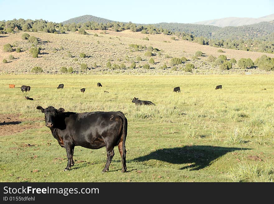 Herd of cown on a hilly meadow. Herd of cown on a hilly meadow