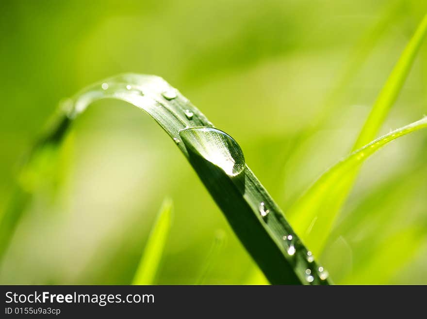 Green grass with raindrops background