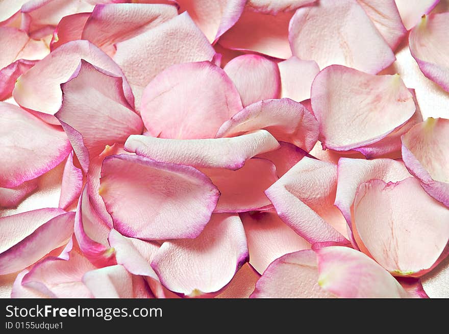 Beautiful pink petals in a seamless background