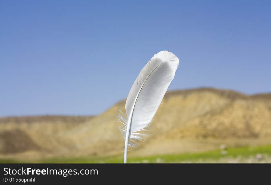 Bird feather