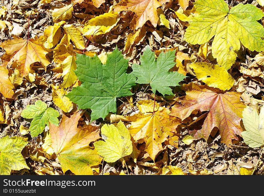 Beautiful yellow background of leaves