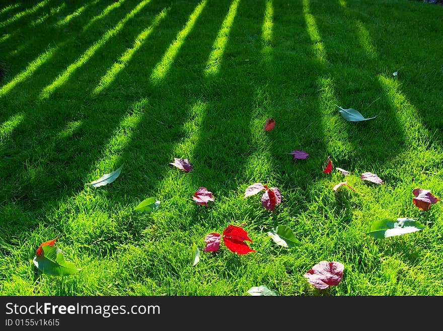 Beautiful yellow background of leaves