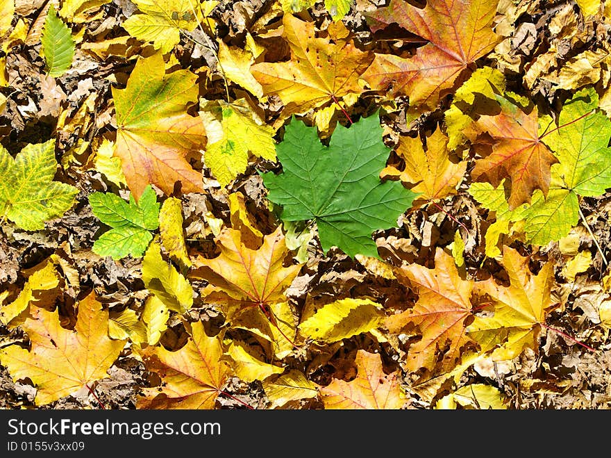 Beautiful yellow background of leaves