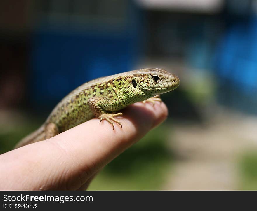 Green lizard in the hand