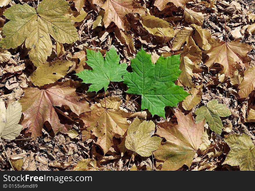 Background of leaves