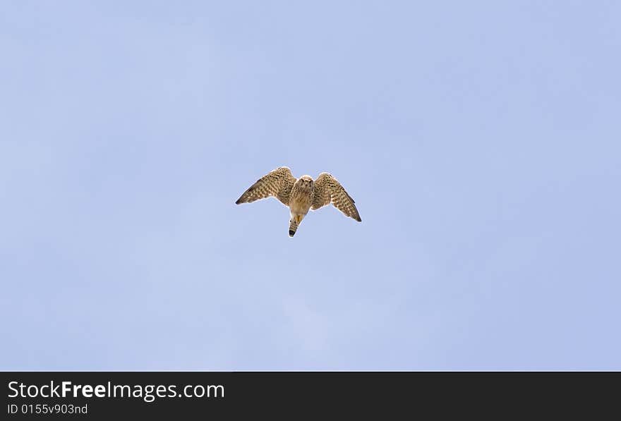 A kestrel isolated against a clear blue sky. A kestrel isolated against a clear blue sky