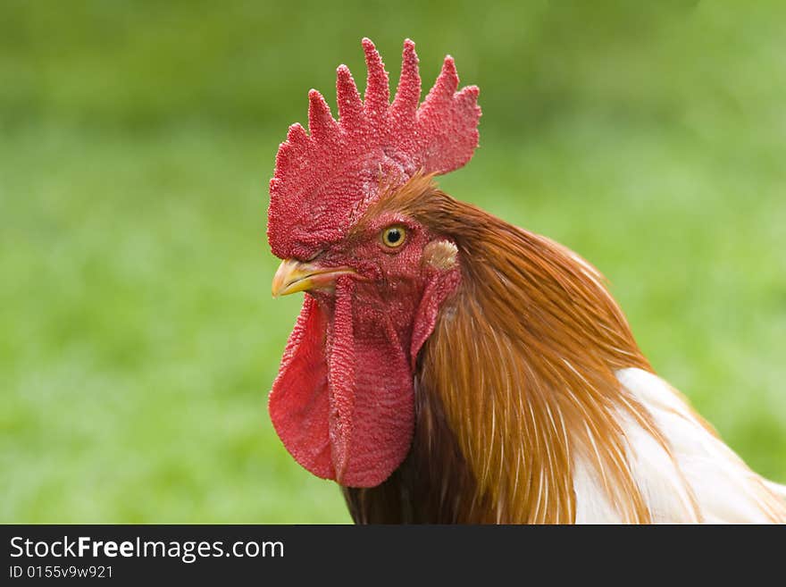 Cockerel