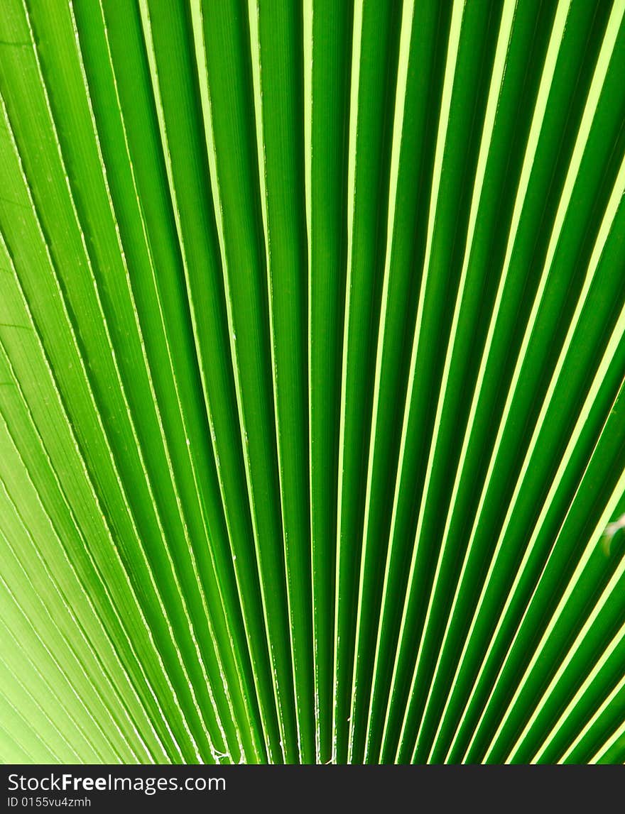 Green background from a palm tree