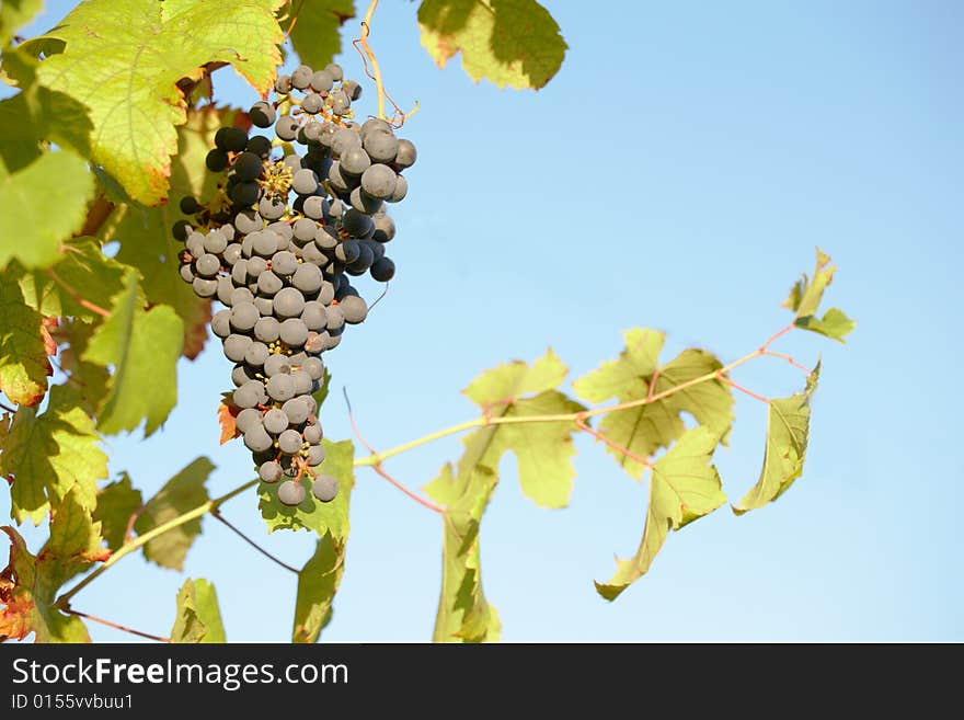 Close view of a red grape (Nebbiolo grape varieties), Piedmont hills, north Italy. Close view of a red grape (Nebbiolo grape varieties), Piedmont hills, north Italy.