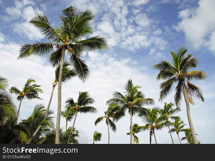 Coconut palms beaches in Dominican Republic, on blue sky background