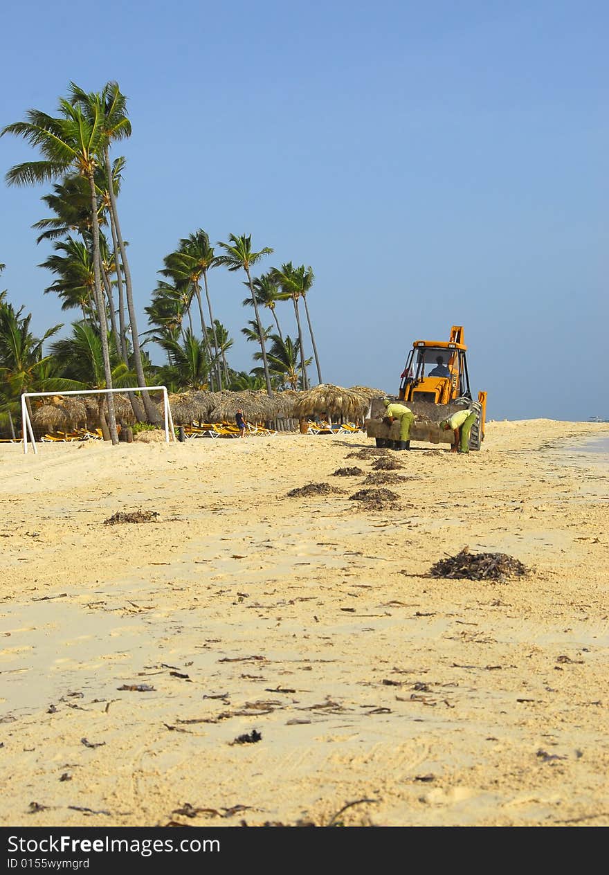 Careibas in tropical beach, where even the man clean the algae and corals of preia all manhãns with the help of machines. Careibas in tropical beach, where even the man clean the algae and corals of preia all manhãns with the help of machines