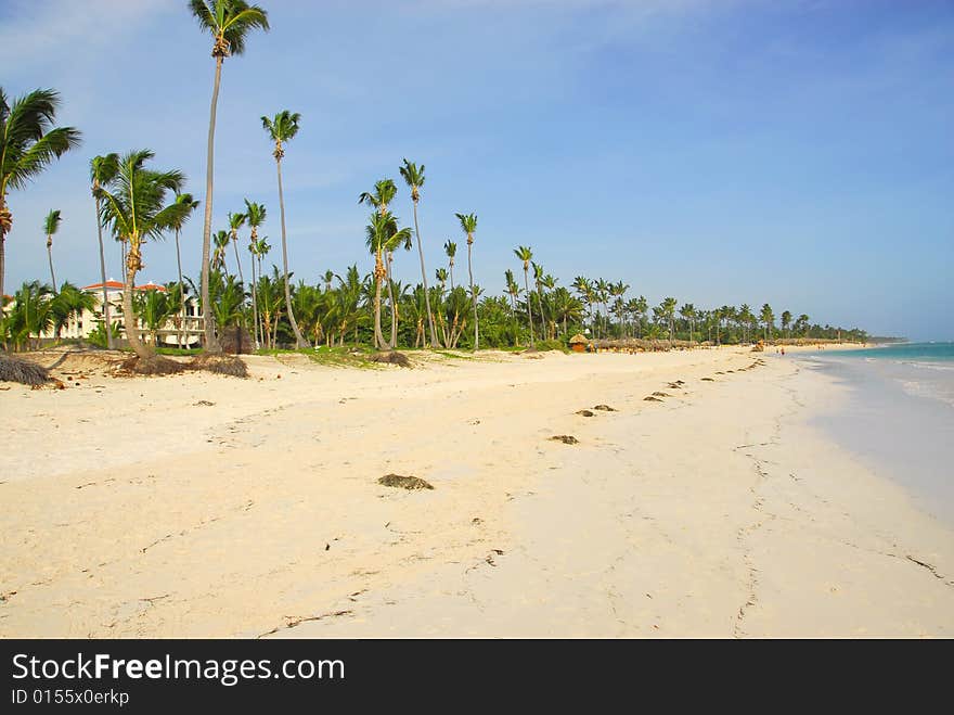 Coconuts palms, Resort in Punta Cana beach, Dominican Republic