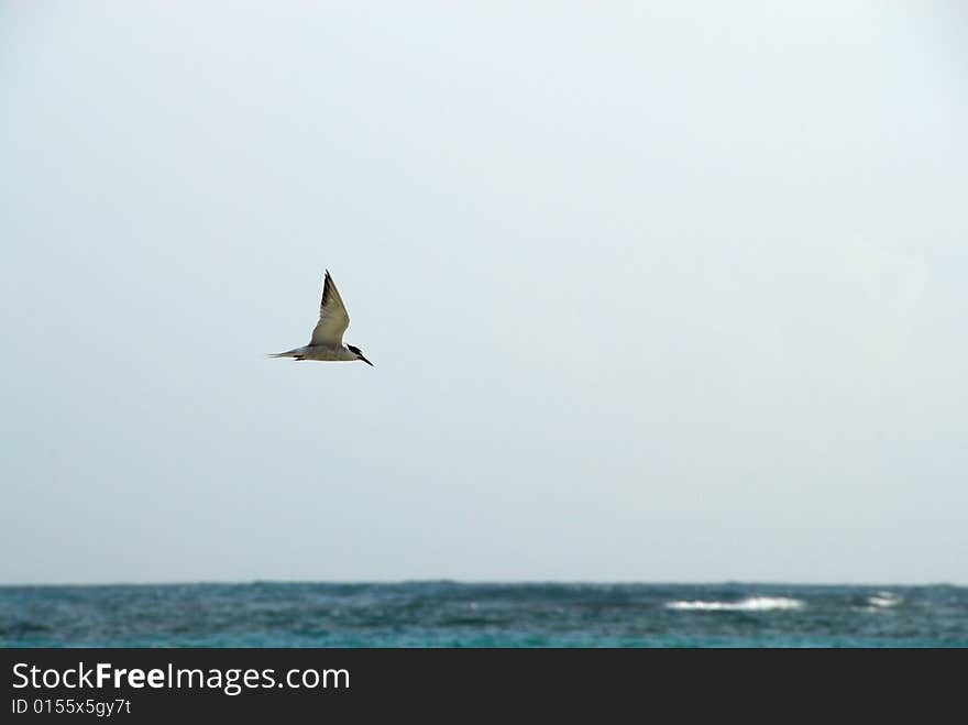 Pelican in flight over sea