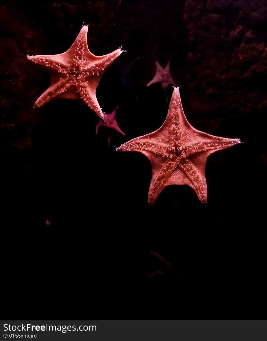 Red Starfish