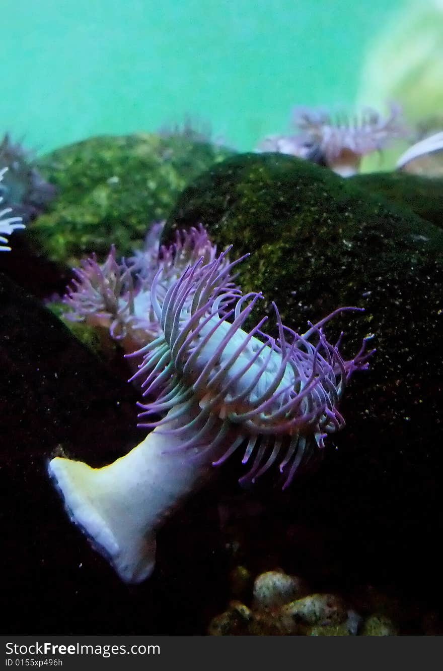 Sea Anemone