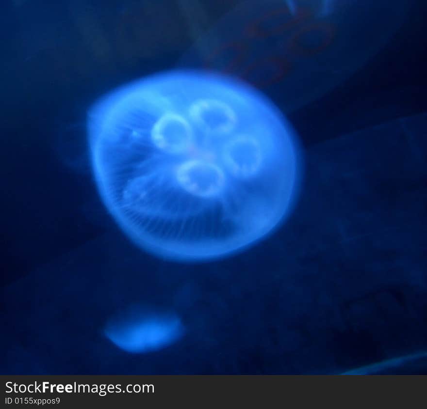 Abstract Deep Sea Blue Translucent Jelly Fish From Above. Abstract Deep Sea Blue Translucent Jelly Fish From Above