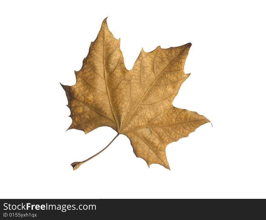 A single autumn leaf isolated over a white background. A single autumn leaf isolated over a white background.