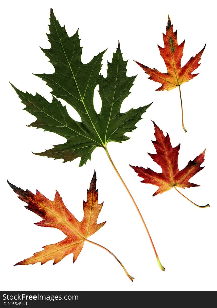 Many autumn leaves isolated on white background