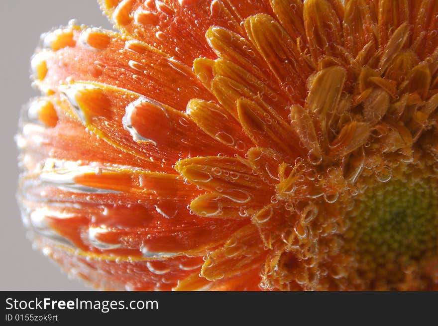 Close up photo of an orange gerbera under the water