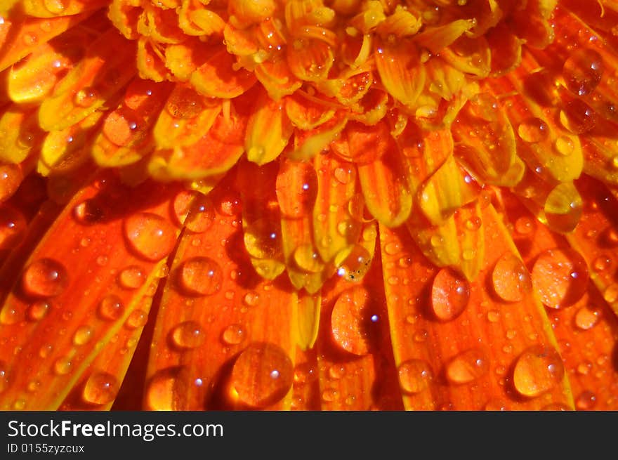 Close up photo of an orange gerbera splashed with water