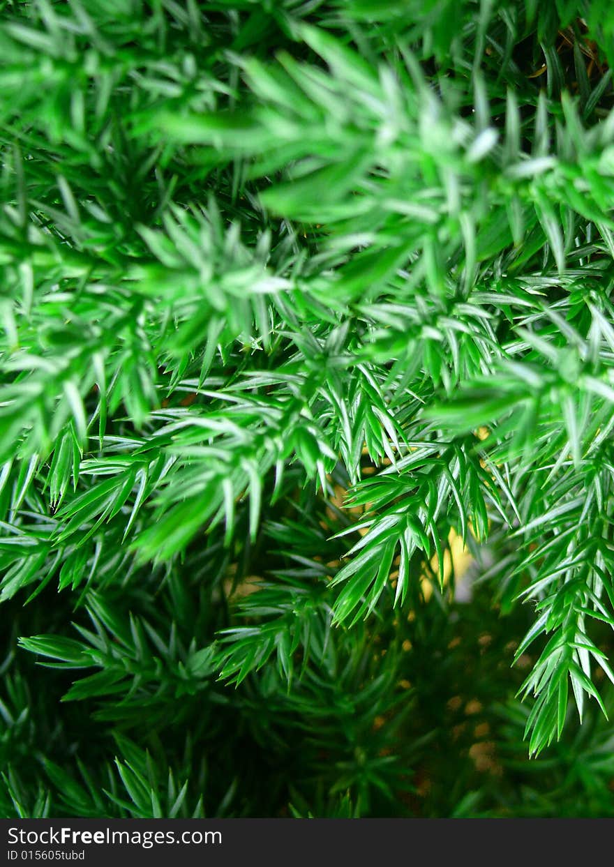 Fresh green branch of pine tree. Good for Christmas background.