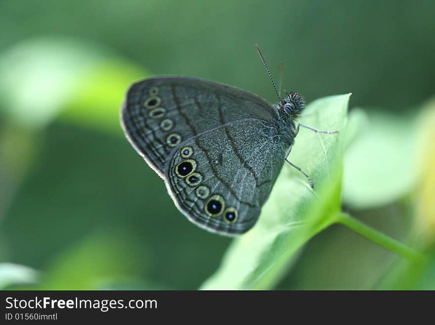 Detailed photo of a spotted moth on a leaf.