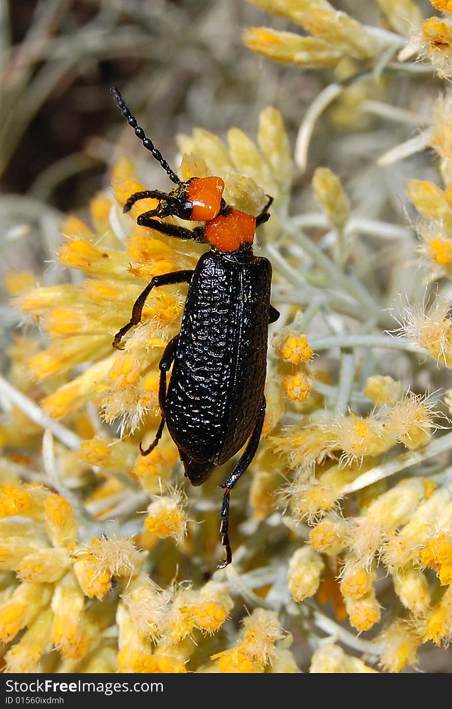 Desert Blister Beetle (Lytta vulnerata) feeding on Rabbit Brush pollen in Southern Idaho.  Native non-invasive species of beetle Coleoptera:Meloidae Lytta vulnerata.