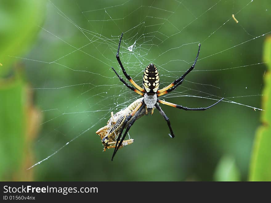 A Black and Yellow Garden spider enjoys a fresh meal. A Black and Yellow Garden spider enjoys a fresh meal.