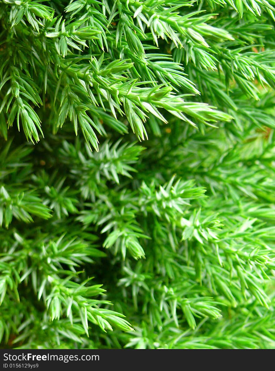 Fresh green branch of pine tree