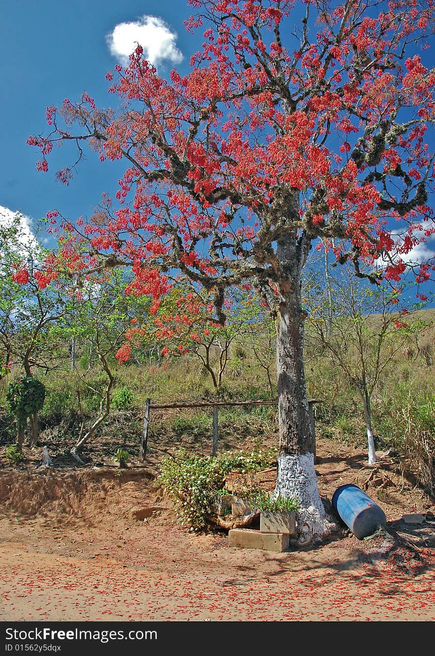 A tree full of red flowers in a contryside way . A tree full of red flowers in a contryside way .