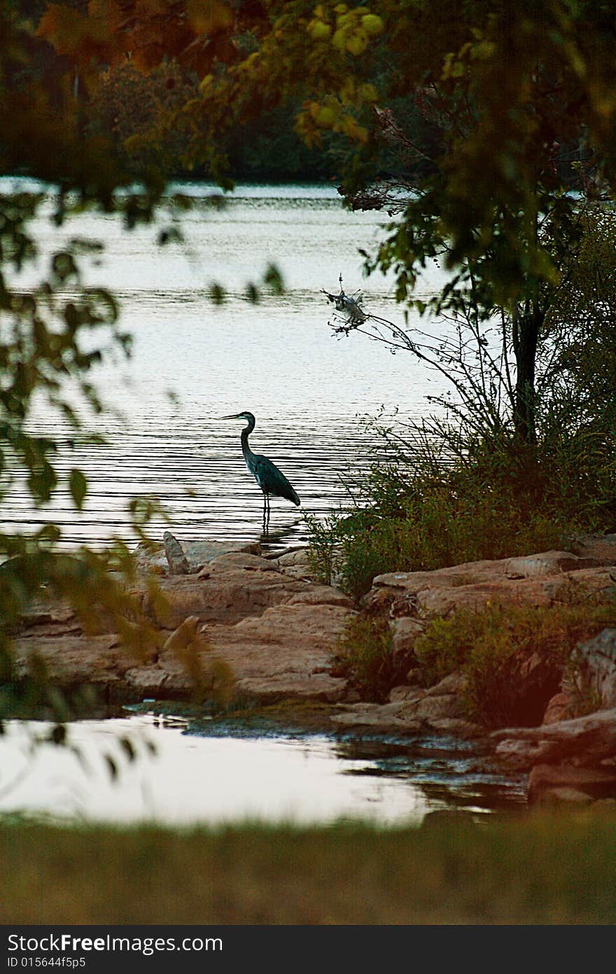 Blue Heron stalking a fish on a lake in Tennessee.