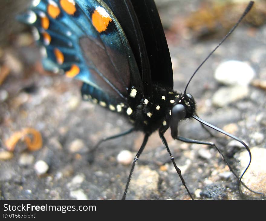 Close up of a beautiful butterfly