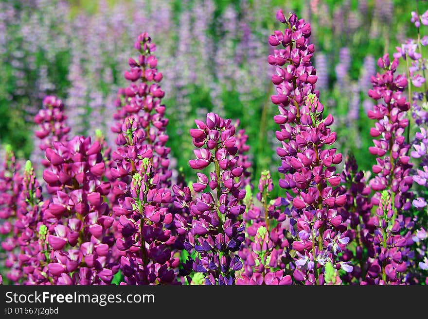 A sea of Lupine flowers in various colors.