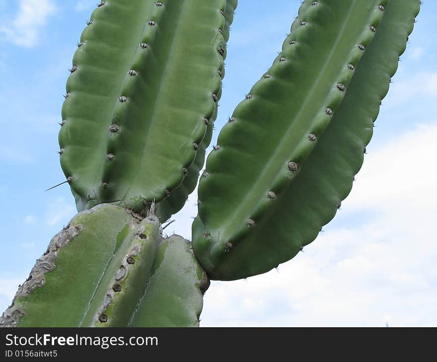 A large green cactus in the blue sky