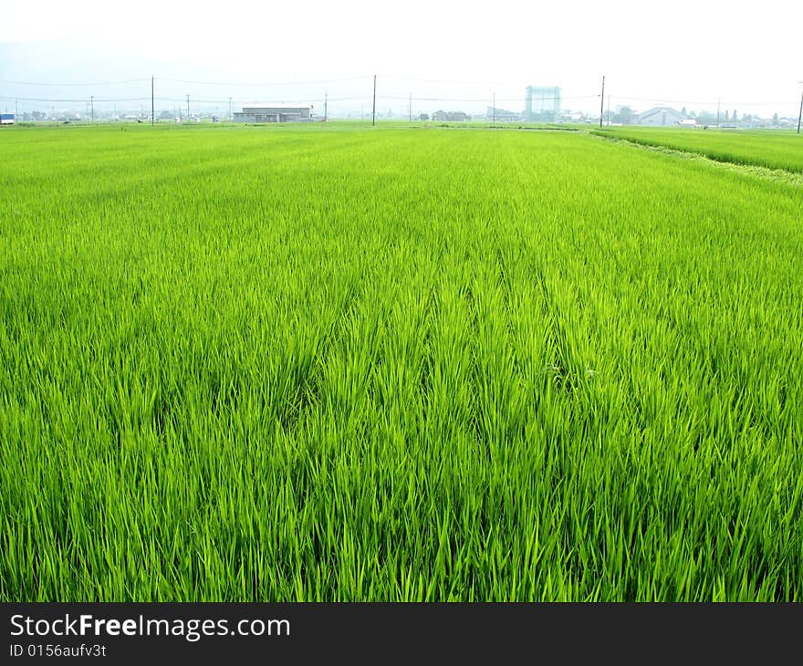 The typical look of a rural countryside Japanese scene. The typical look of a rural countryside Japanese scene