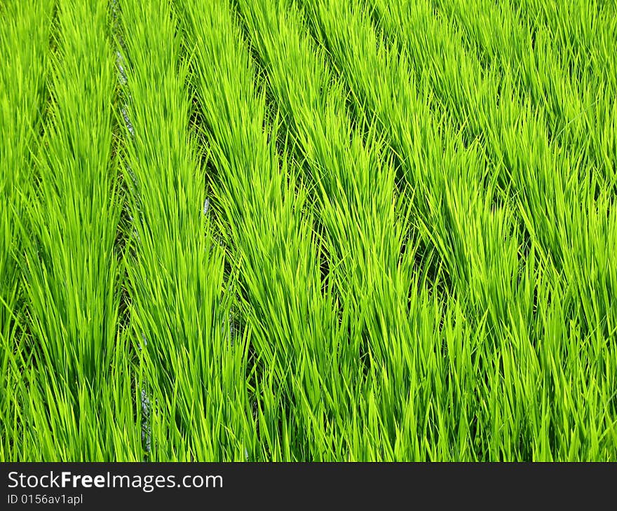 Luscious green wheat field