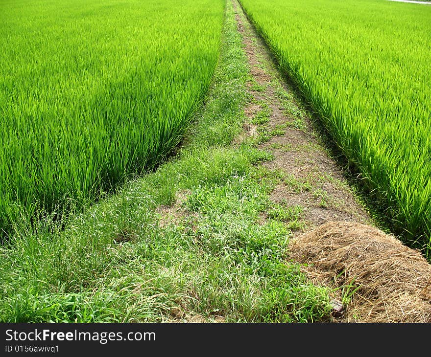 Pathway in the middle of a green field in Japan. Pathway in the middle of a green field in Japan