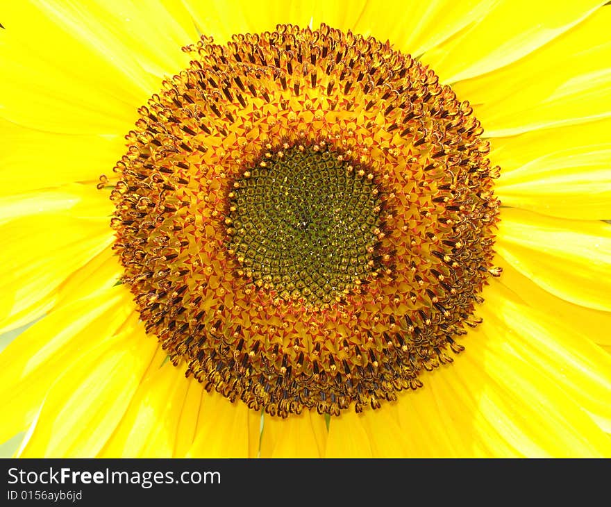 Closeup Sunflower