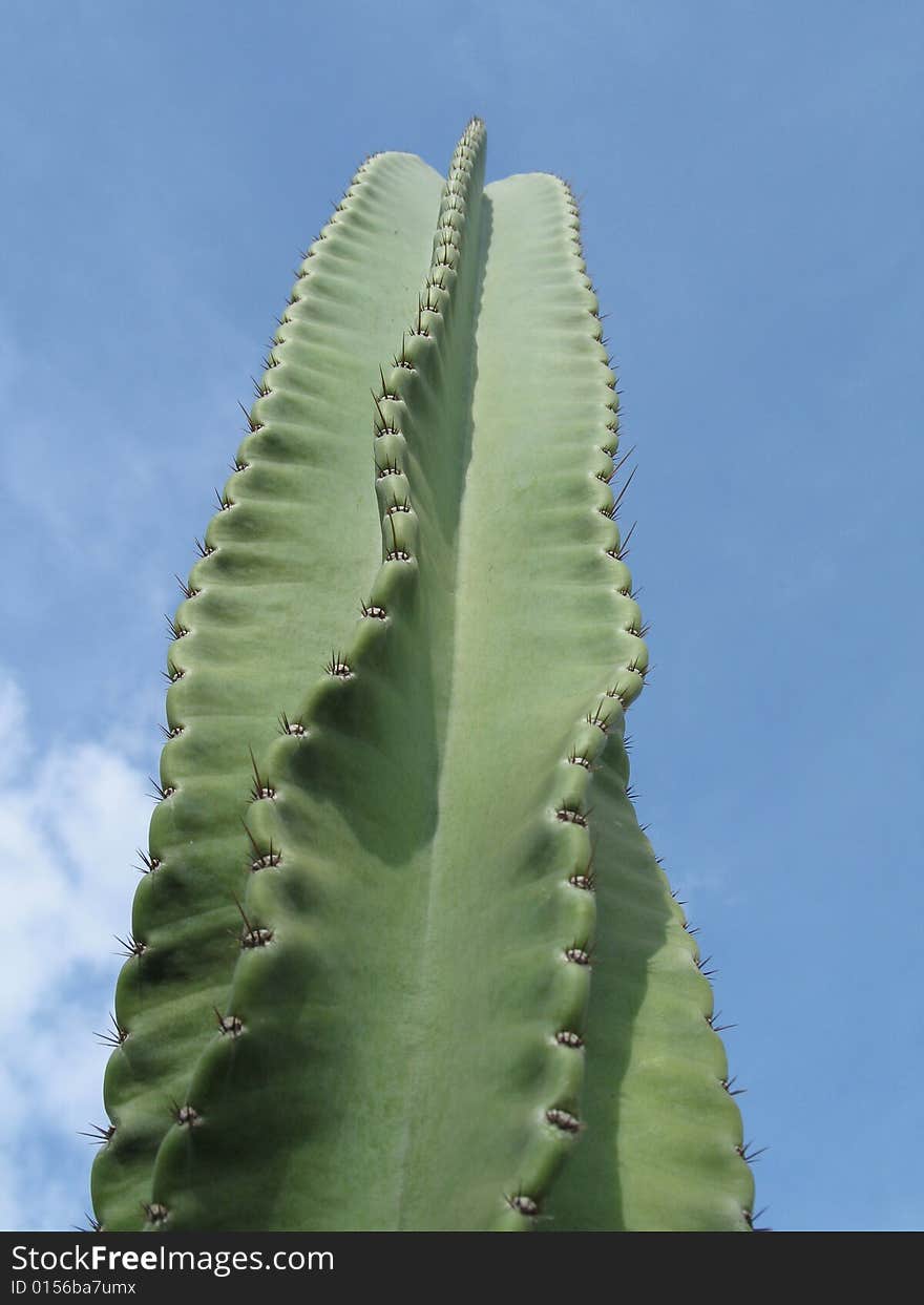 A Large Green Cactus